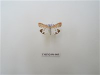 藏品(擬三色星燈蛾)的圖片